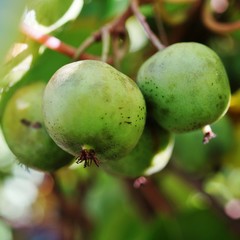 Green baby kiwi fruit actinidia arguta growing on the vine