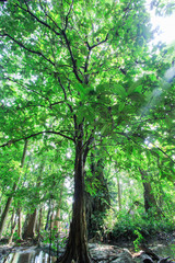 ropical rain forest, selva