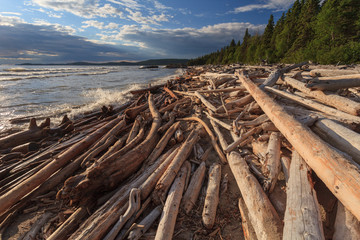 Fototapeta na wymiar Driftwood at shore of Lake Superior