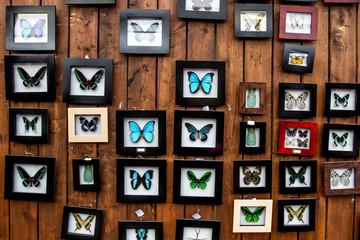 Fototapeta premium Butterfly collection