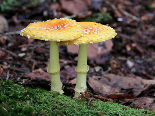 Amanita Muscaria