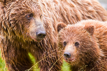 Grizzlybär Mutterliebe 