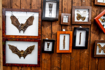 Freak exposition wall