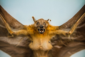 Real Very scary bat