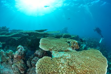 モルディブの海