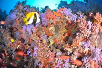 モルディブの海