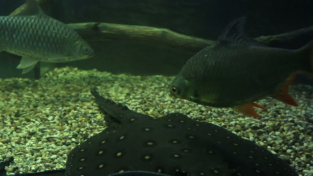 Carassius and ocellate river stingray.