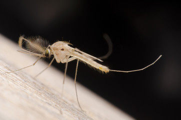 gnat