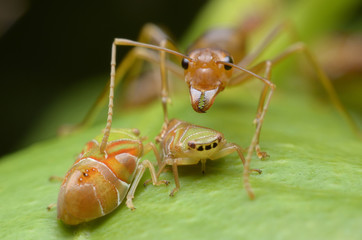 ant