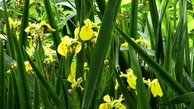 Blooms 0411: Wild yellow irises bloom in early summer (Loop).