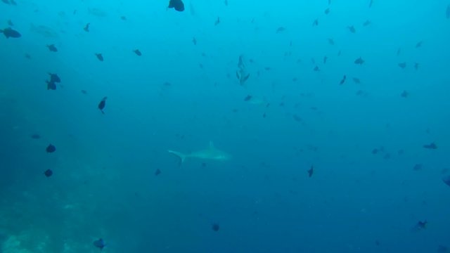 grey reef shark (Carcharhinus amblyrhynchos) swim in a school of  Red-toothed triggerfish (Odonus niger), Indian Ocean, Maldives       
