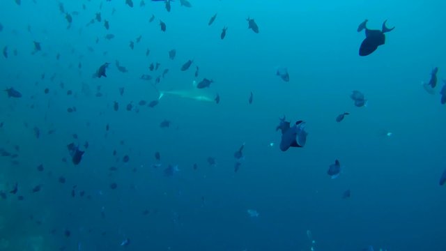 grey reef shark (Carcharhinus amblyrhynchos) swim in a school of  Red-toothed triggerfish (Odonus niger), Indian Ocean, Maldives       
