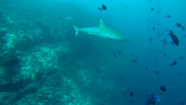 grey reef shark (Carcharhinus amblyrhynchos) swim in a school of  Red-toothed triggerfish (Odonus niger), Indian Ocean, Maldives       
