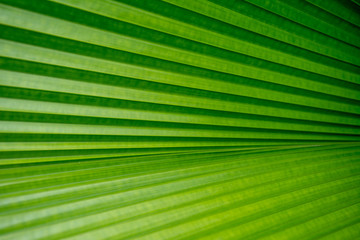 Green colour of palm leaf, use for background