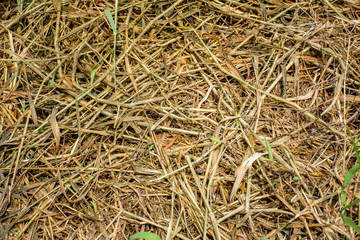 Dead grass, use for background or texture