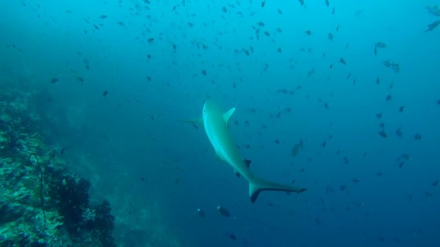 grey reef shark (Carcharhinus amblyrhynchos) stops for cleaning, Indian Ocean, Maldives
