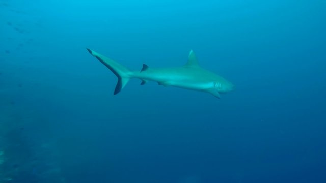 grey reef shark (Carcharhinus amblyrhynchos) swims near coral reef, Indian Ocean, Maldives     
