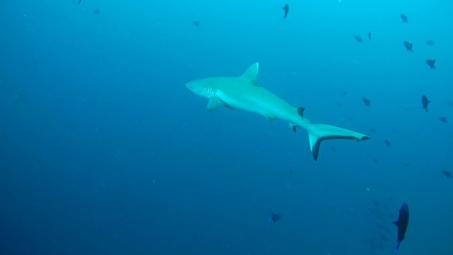 grey reef shark (Carcharhinus amblyrhynchos) swimming in the water, Indian Ocean, Maldives 
