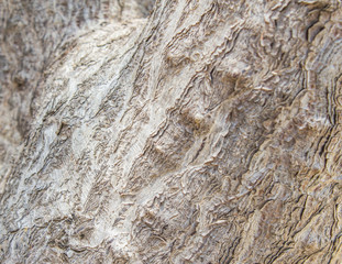 bark