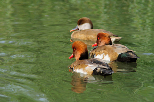 fistione turco, anatide, papera, anatra in primo piano su lago, oasi faunistica