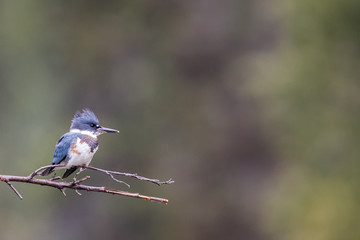 Gürtelfischer auf Ast