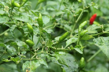 Green hot chili or chilli peppers on a tree