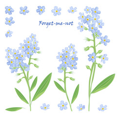 Set of bouquet beautiful forget-me-not flowers