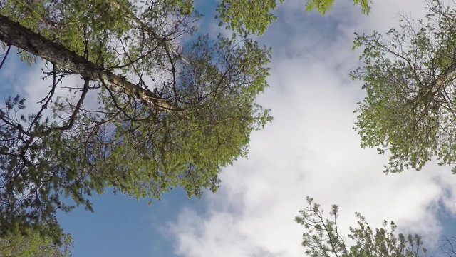 time-lapse photography of the sky through pine trees