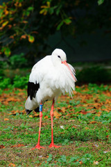 Cicogna Bianca in primo piano, cicogna mangia sul prato, cicogna closeup