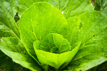 Planting organic cabbage