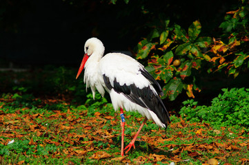 Cicogna Bianca in primo piano, cicogna mangia sul prato, cicogna closeup