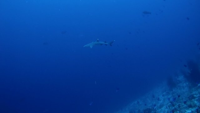 whitetip reef shark (Triaenodon obesus)  swimming over the coral reef, Indian Ocean, Maldives
