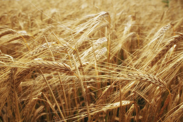 spikelets of wheat in a field texture agriculture