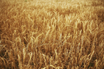 spikelets of wheat in a field texture agriculture