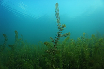 underwater scenery in the river diving