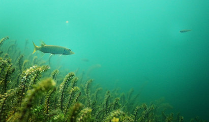 Fototapeta premium underwater scenery in the river diving