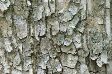texture of tree bark