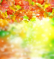 Fototapeta na wymiar autumn foliage