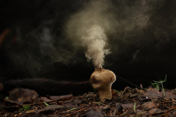 Puffball fungus spores reproduction smoke mushroom