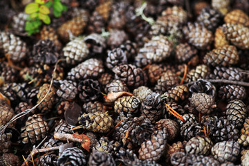 texture autumn pinecones