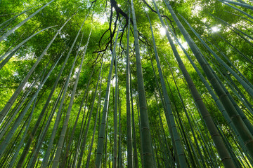 Obraz na płótnie Canvas Bamboo grove, bamboo forest at Arashiyama, Kyoto, Japan