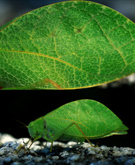 Grasshopper mimics tree leaf