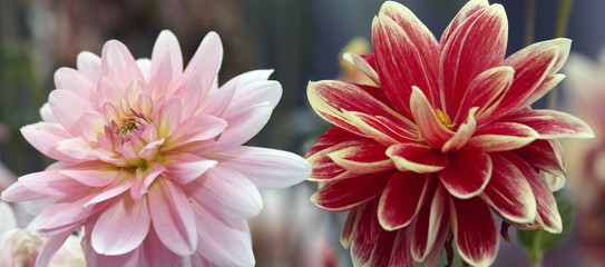 Fototapeta premium Dahlia buds