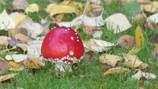 Fliegenpilz auf der Wiese im Herbst