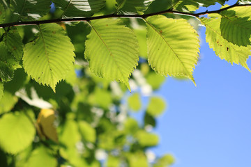 leaves on sky background