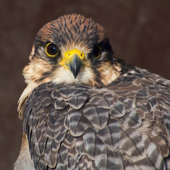 Lannerfalke