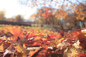 dry grass autumn background