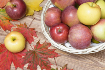autumn apples and maple leaf