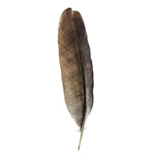 Feather pen isolated on white background