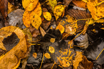 Herbstlaub am Waldboden